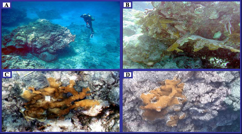 reef imaging lab